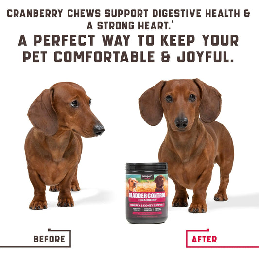 Two dachshunds with a container of pet supplement on a white background, text about cranberry chews and their benefits.