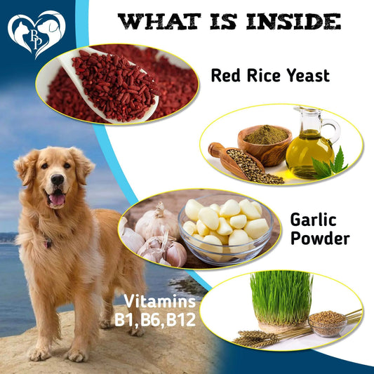 Dog standing on a beach with images of red rice yeast, garlic powder, and vitamins B1, B6, B12 displayed.