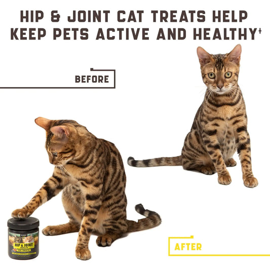 Two cats with a jar of hip and joint cat treats on a white background.