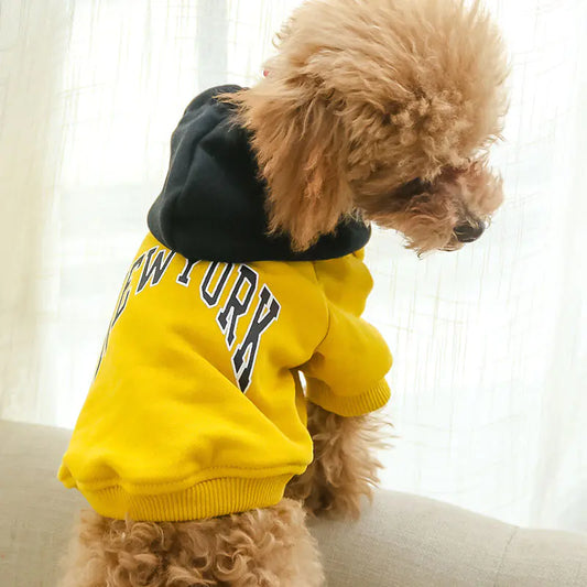 Small dog wearing a yellow 'New York' hoodie sitting on a couch.