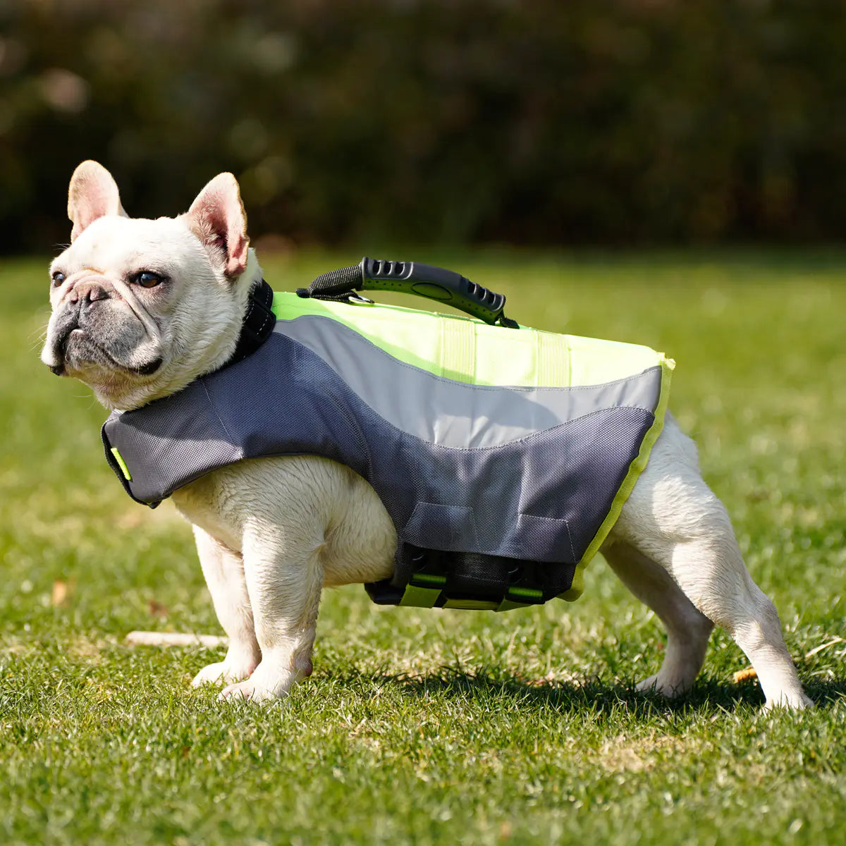Dog wearing a gray and green jacket on grass