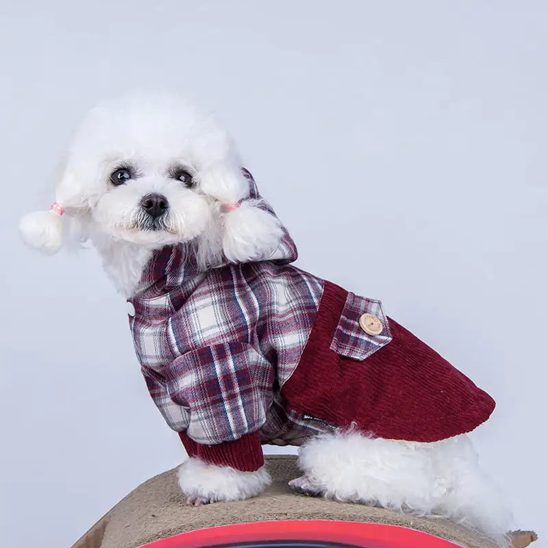 Small white dog wearing a plaid shirt and red vest on a light gray background