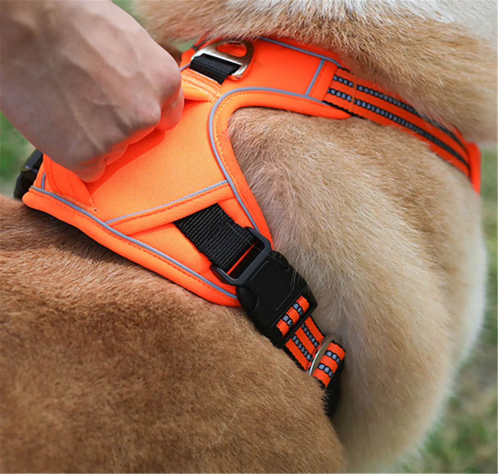 Orange dog harness being adjusted on a brown dog with a blurred natural background