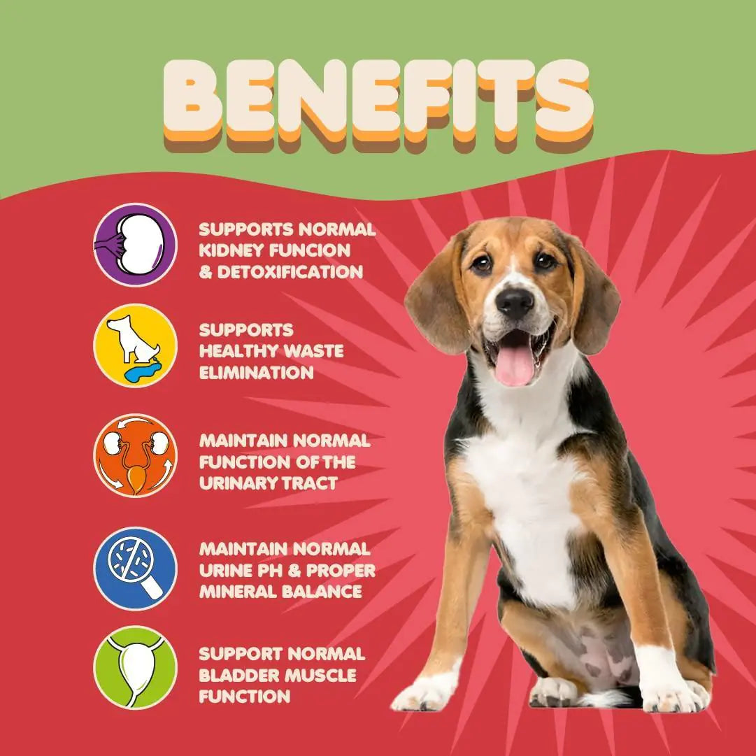 Dog with health benefits listed on a red and green background