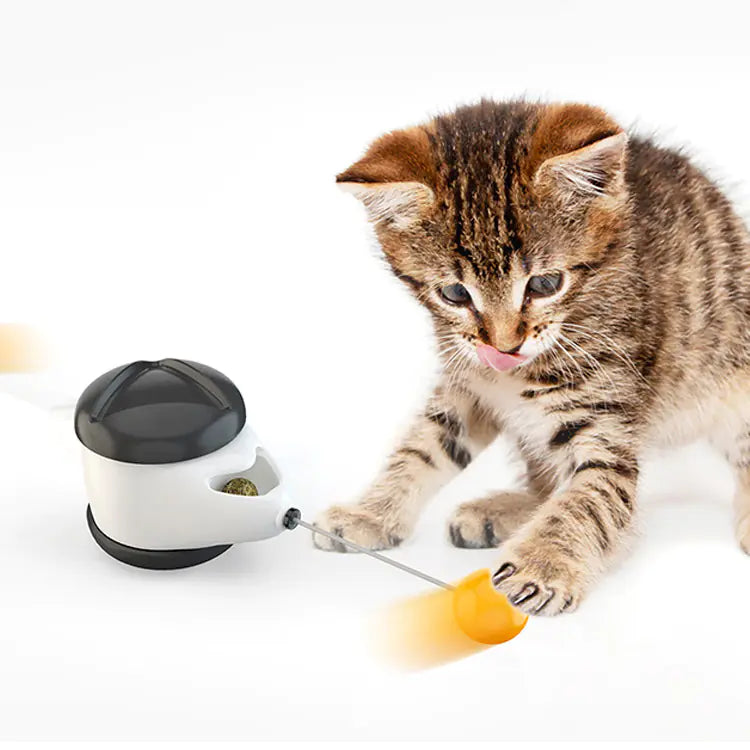 Kitten playing with a toy on a white background