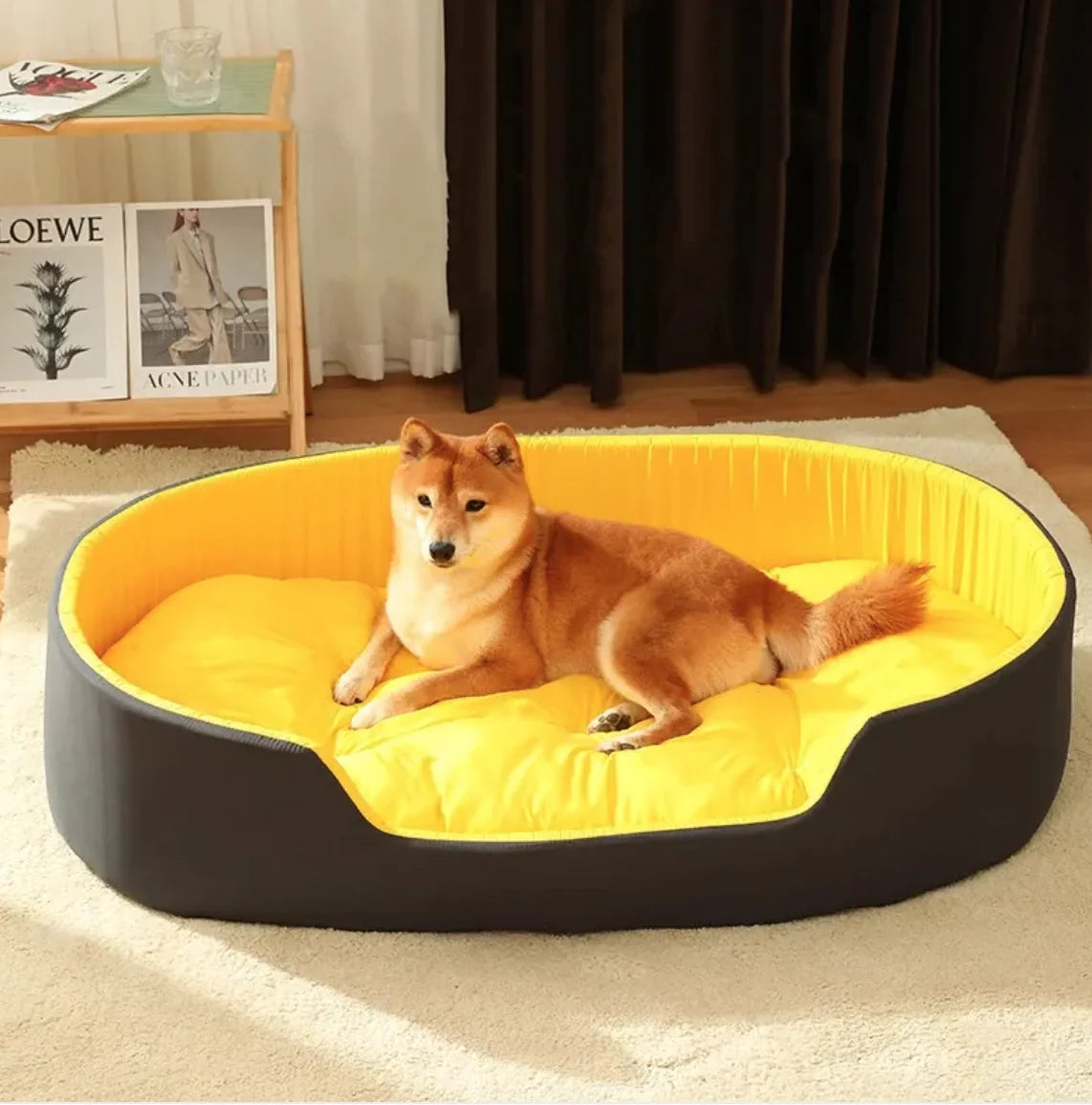Dog lying on a yellow and black pet bed in a room with a Loewe sign in the background.