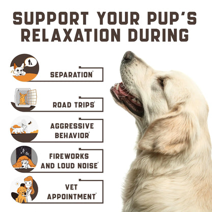 Dog looking up with text on how to support a dog's relaxation during various situations.