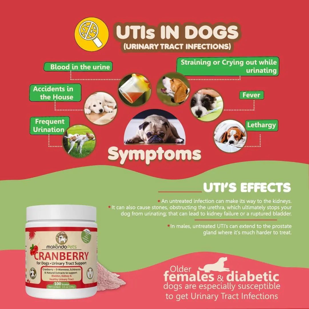 Infographic on urinary tract infections in dogs with symptoms and effects, featuring a supplement container.