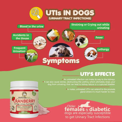 Infographic on urinary tract infections in dogs with symptoms and effects, featuring a supplement container.