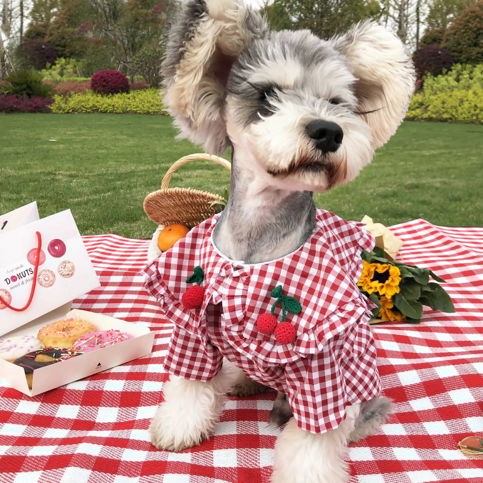 Dog in a red checkered outfit with picnic basket and donuts on a checkered blanket outdoors