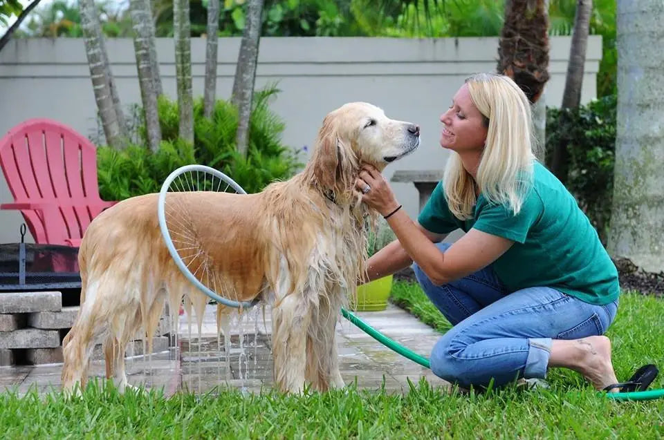 Woman washing a golden retriever with a hose in a backyard setting