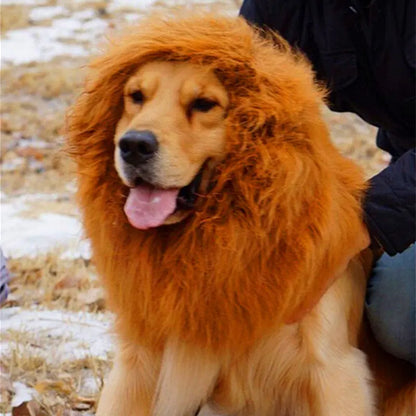 Dog wearing a lion mane costume outdoors