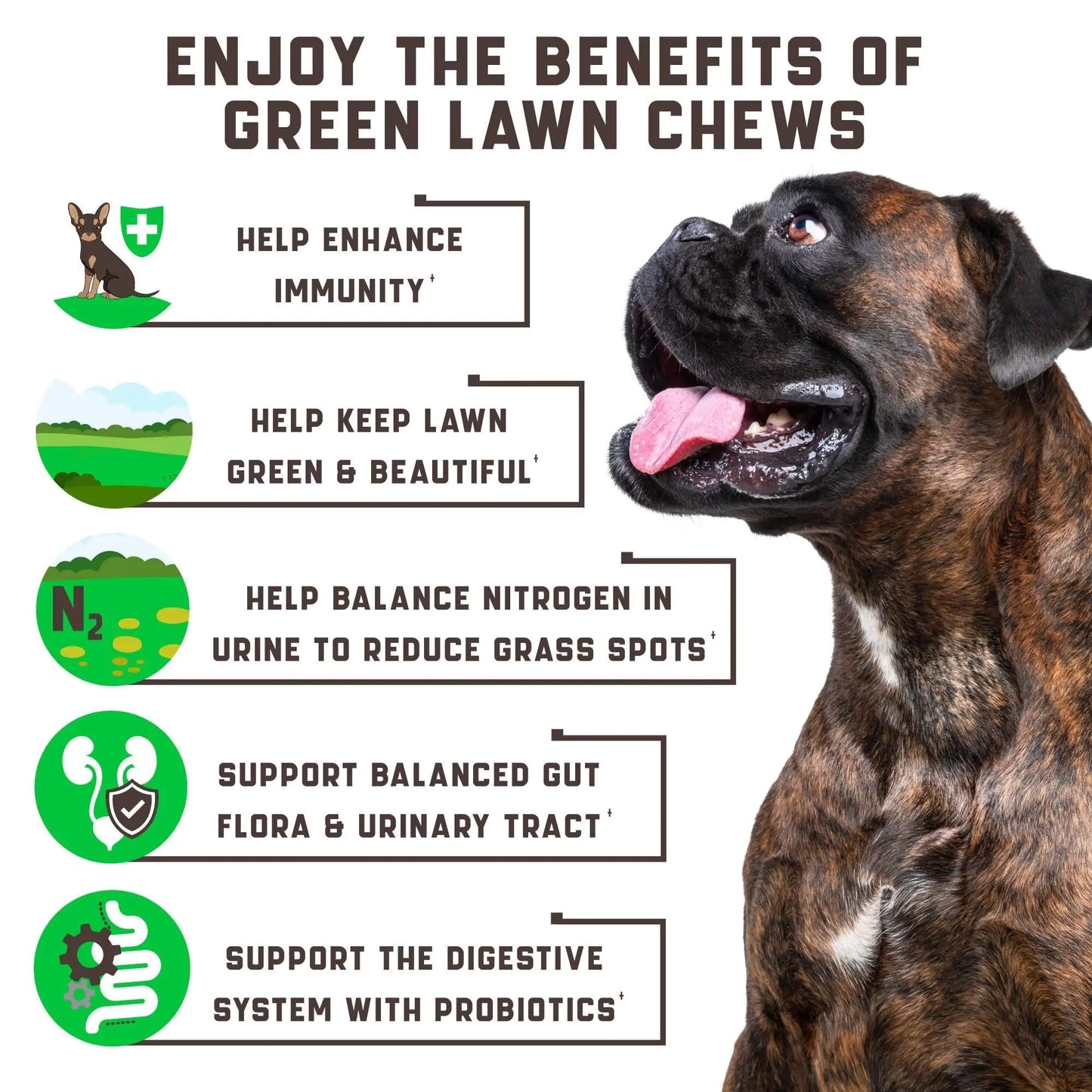 Dog with text about the benefits of green lawn chews on a white background