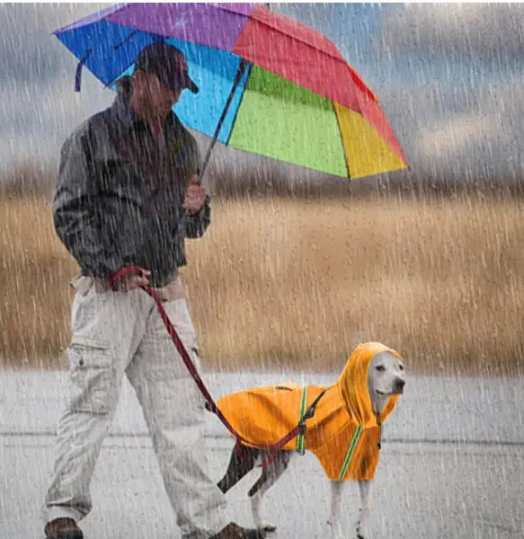 Person walking a dog in the rain with a colorful umbrella