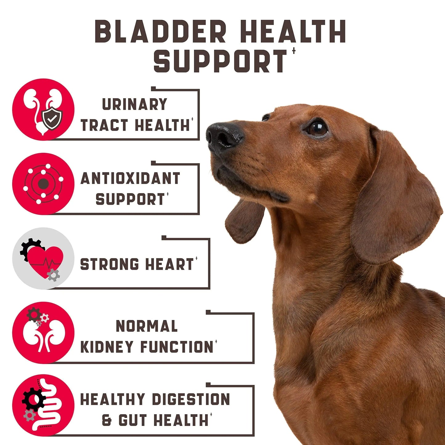 Dog with bladder health support features listed on a white background