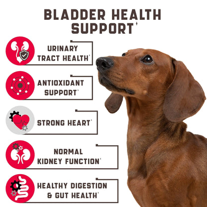 Dog with bladder health support features listed on a white background