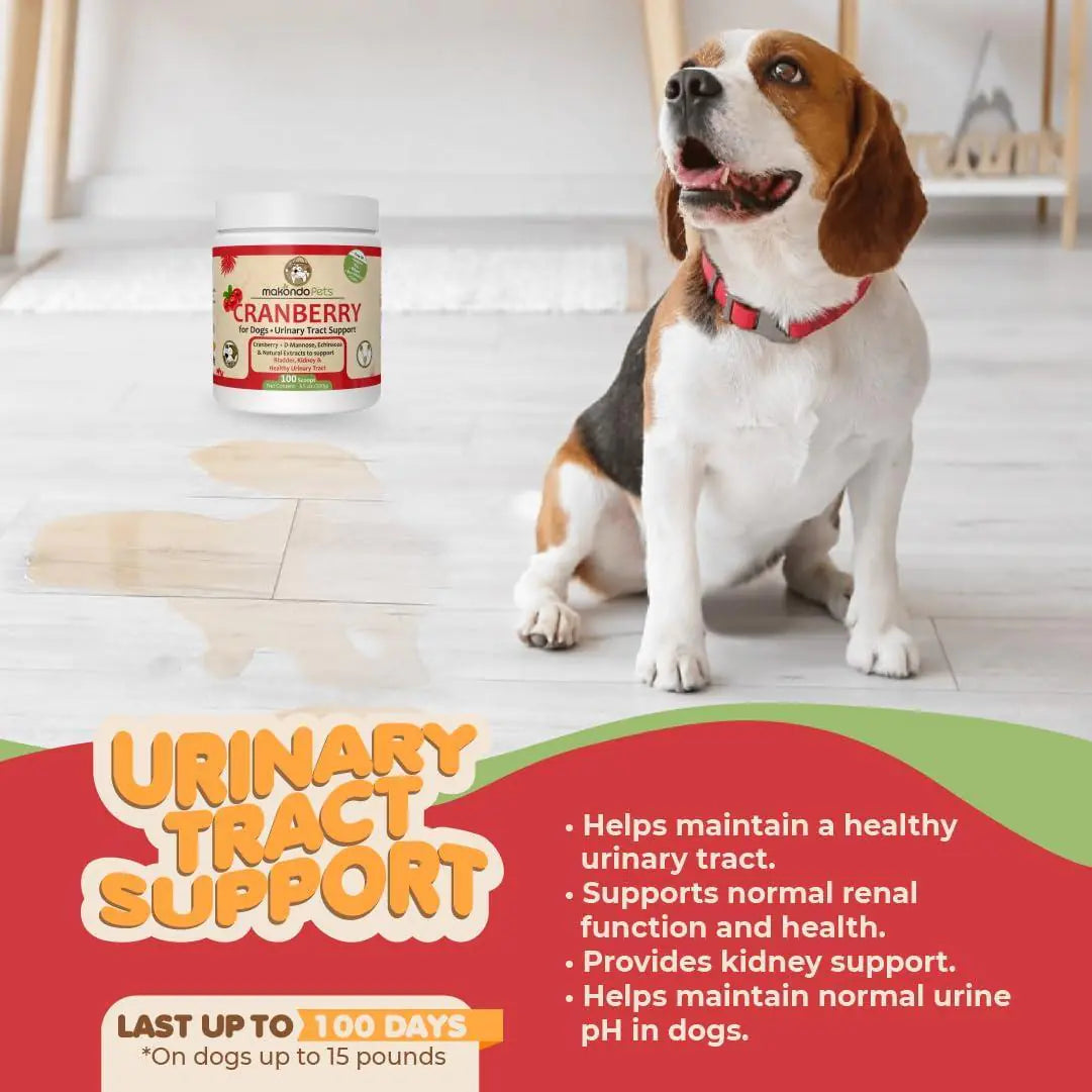 Dog sitting next to a container of cranberry supplement with text about urinary tract support on a light wooden floor.