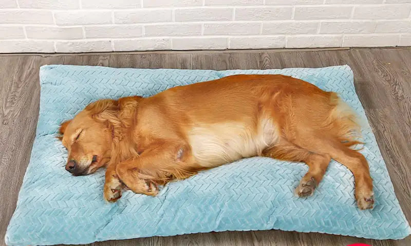 Dog sleeping on a blue pet bed against a brick wall.