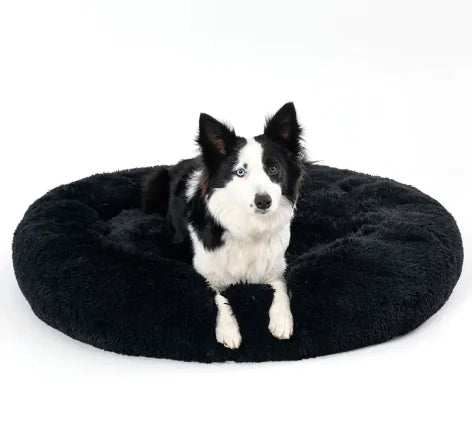 Dog sitting on a black donut bed against a white background