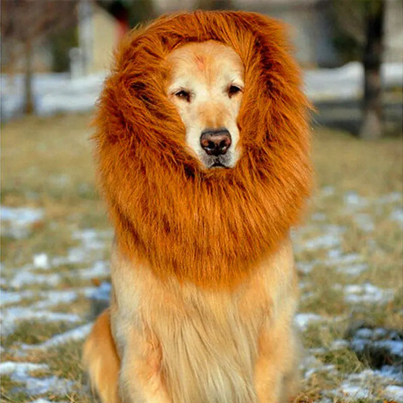 Dog wearing a lion mane costume outdoors on a grassy area with snow.
