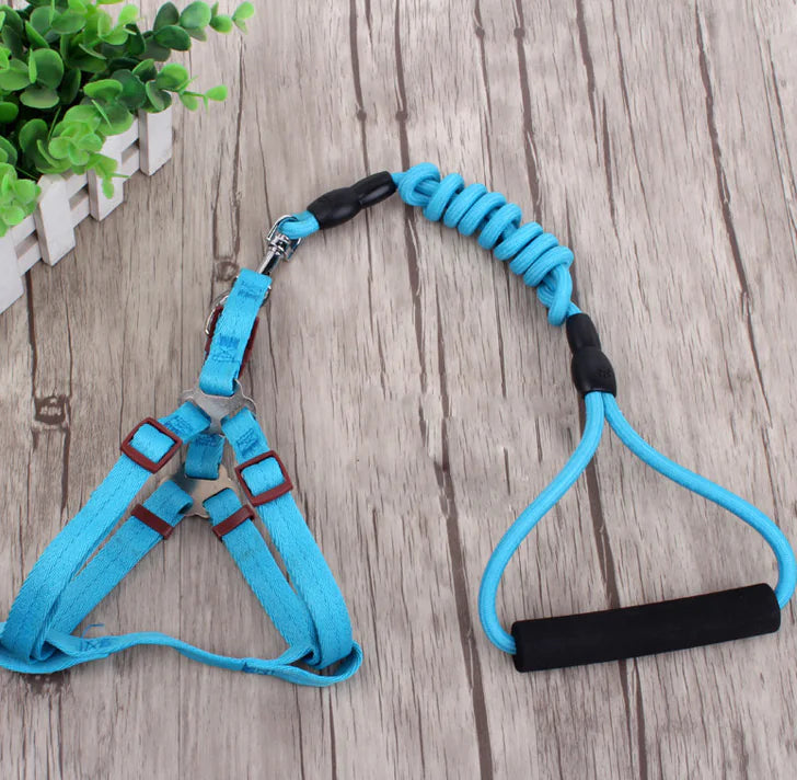 Blue dog harness and leash set on a wooden surface with green plants in the background