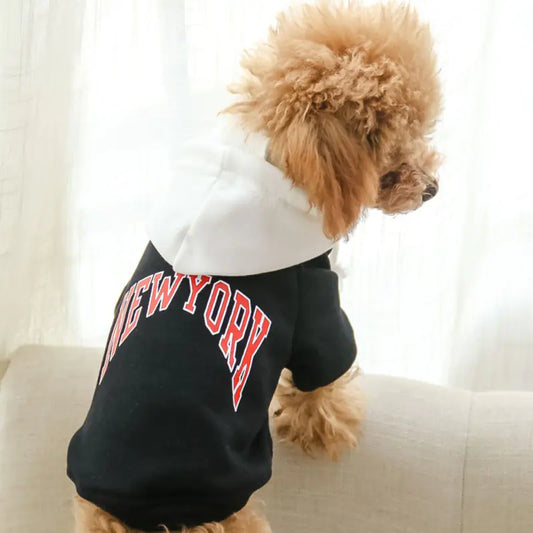 Dog wearing a black sweatshirt with 'New York' printed on it, sitting on a couch.
