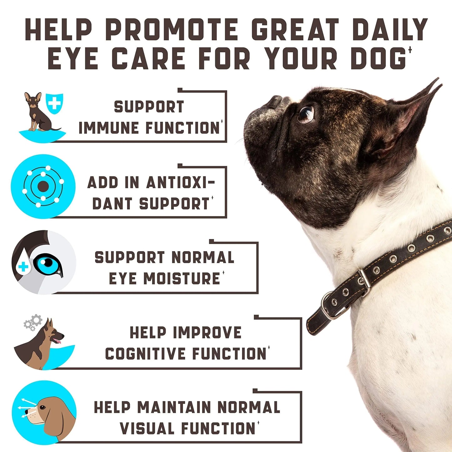 Dog with a collar and text about eye care for dogs on a white background
