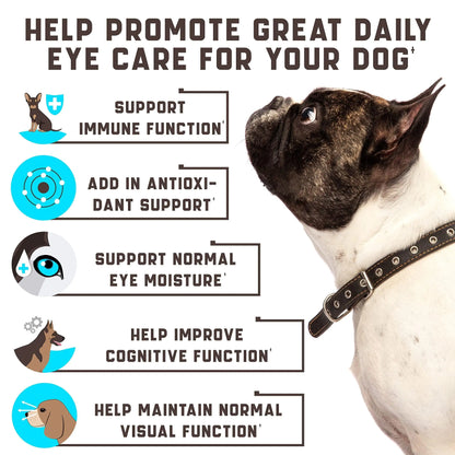 Dog with a collar and text about eye care for dogs on a white background
